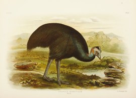 Casuarius Bennetti (Gould) Mooruk. Gracius Broinowski