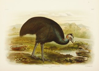 Casuarius Bennetti (Gould) Mooruk. Gracius Broinowski