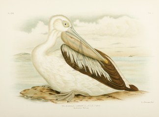 Pelecanus Conspicillatus. Australian Pel… Gracius Broinowski