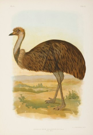 Dromaius Novae Hollandia. Gracius Broinowski