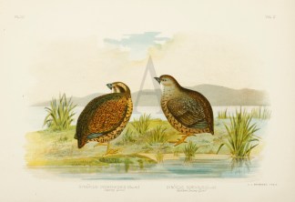 Synoicus Diemenensis. Swamp Quail. Synoi… Australian