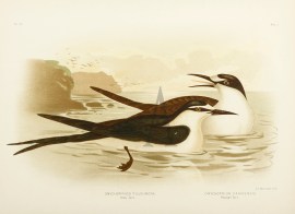 Onychoprion Fuliginosa. Sooty Tern. Onychoprion Pa… Australian - Broinowski