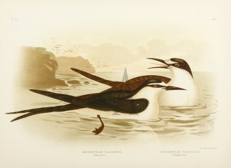 Onychoprion Fuliginosa. Sooty Tern. Onyc… Gracius Broinowski