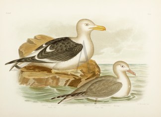 Larus Pacificus . Pacific Gull. Bruchiga… Gracius Broinowski