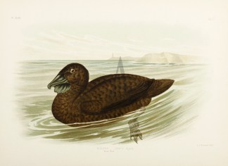 Biziura Lobata. Musk-Duck. Gracius Broinowski