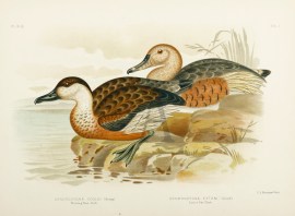 Dendrocygna Gouldi. Whistling Tree-Duck. Dendrocygna Eytoni. Eyton's Tree-Duck.