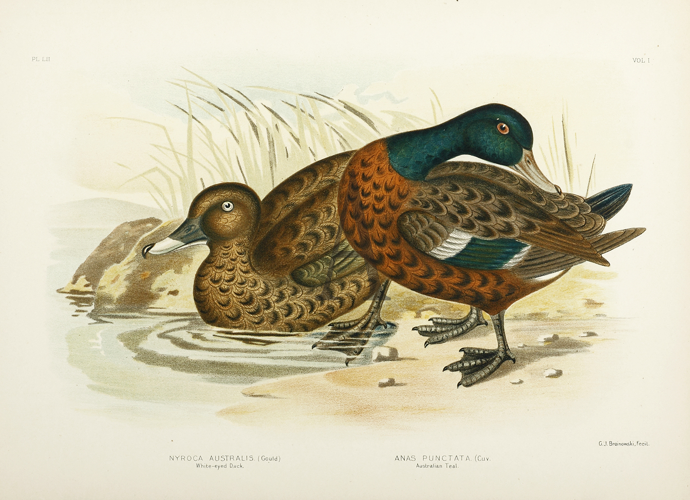 Nyroca Australis. White-eyed Duck. Ana Punctata. Australian Teal. - Antique Print from 1889