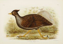 Megapodius Tumulus Australian - Broinowski Megapodius Tumulus