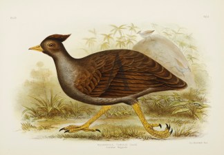 Megapodius Tumulus Gracius Broinowski