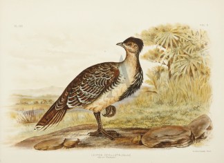 Leipoa Ocellata. Native Pheasant. Gracius Broinowski