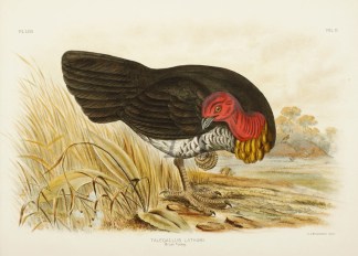 Talegallus Lathami. Brush Turkey. Gracius Broinowski