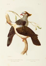 Leucomelana Norfolciensis. White-headed Fruit Pigeon. Lopholaimus Antarcticus. Top-Knot Pigeon Australian - Broinowski Leucomelana Norfolciensis. White-headed Fruit Pigeon. Lopholaimus Antarcticus. Top-Knot Pigeon