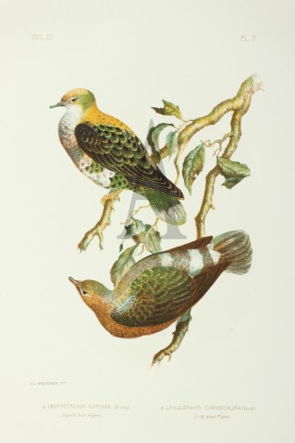 Lamprotreron Superba. Superb fruit Pigeo… Australian