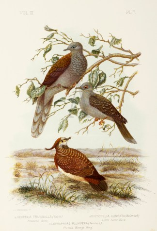 Geopelia Tranquilla. Peacful Dove. Stict… Gracius Broinowski