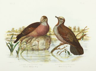 Phaps Chalcoptera. Common Bronze Wing. P… Gracius Broinowski