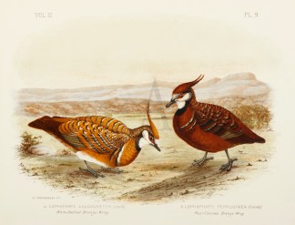 Lophophaps Leucogaster. White-Bellied Br… Gracius Broinowski