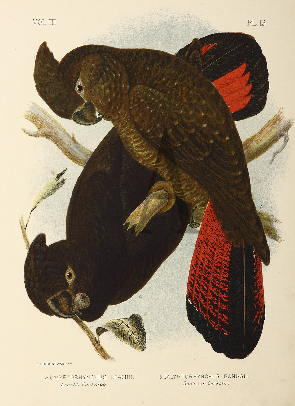 Calyptorhynchus Leachii. Leach's Cockatoo. Calyptorhynchus Banksii. Banksian Cockatoo. - Antique Print from 1889