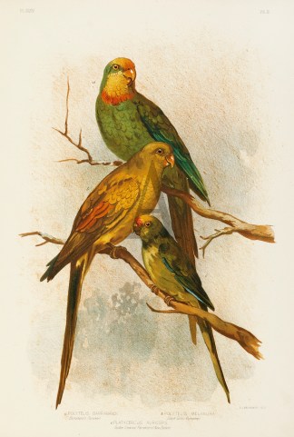 Polytelis Barrabandi. Barraband’s … Australian