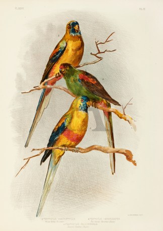 Psephotus Xanthorrhous. Yellow-Vented Pa… Australian