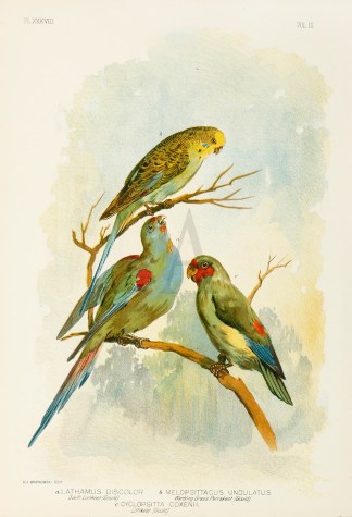 Lathamus Discolor. Swift Lorikeet. Melop… Australian