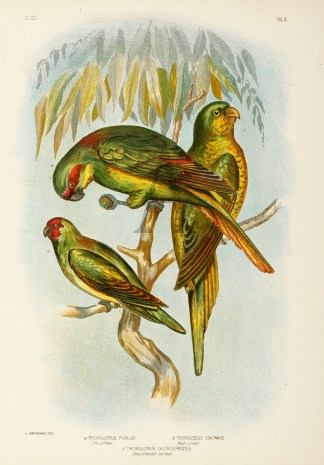 Trichoglossus Pusillus. Little Lorrikeet… Australian