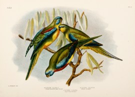 Euphema Pulchella. Chestnut Shouldered Grass Parrakeet. Euphema Splendida. Splendid Parrakeet. Euphema Elegans. Elegant Grass Parrakeet.