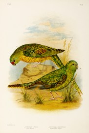 Pezoporus Formosa. Ground Parrakeet. Geopsittacus … Australian