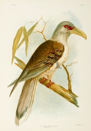 Scythrops Novae-Hollandiae. Channel-Bill. Gracius Broinowski