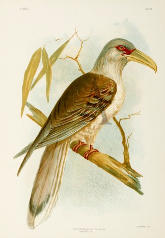 Scythrops Novae-Hollandiae. Channel-Bill… Australian