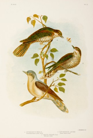 Chrysococcyx Basalis. Narrow-billed Bron… Gracius Broinowski