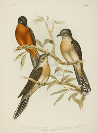 Cacomantis Flabelliformis. Fan-tailed Cu… Australian