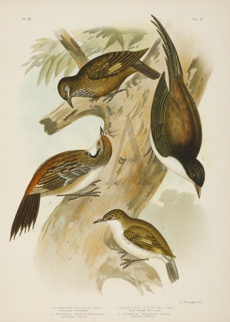 1.Climacteris Melanura. Black-tailed Tre… Gracius Broinowski