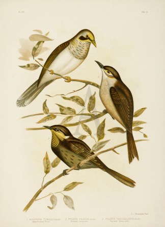 1.Myzantha Flavigula. Yellow-throated Mi… Australian