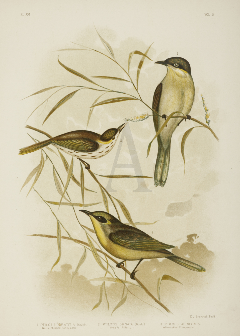 1.Ptilotis Cratitia. Wattle-cheeked Honey-eater. 2.Ptilotis Ornata. Greeful Ptilotis. 3.Ptilotis Auricomis. Yellow-tufted Honey-eater. - Antique Print from 1889