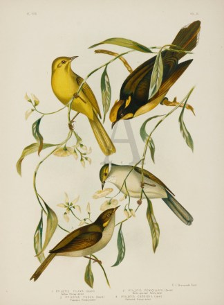 1.Ptilotis Flava. Yellow Honey-eater. 2.… Gracius Broinowski