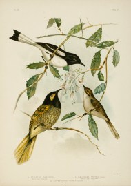 1.Ptilotis Chrysops. Yellow-faced Honey-eater. 2.M… Australian - Broinowski