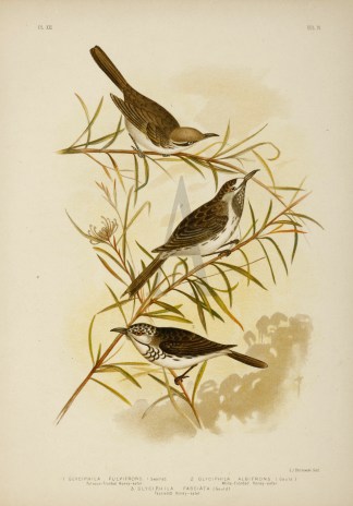 1.Glyciphila Fulvifrons. Fulvous-fronted… Australian