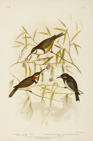 1.Myzomela Nigra. Black Honey-eater. 2.A… Gracius Broinowski