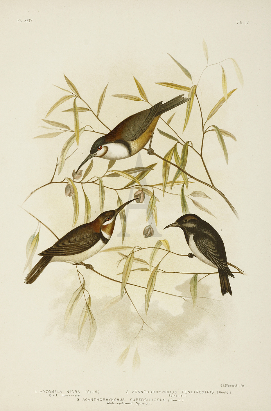1.Myzomela Nigra. Black Honey-eater. 2.Acanthorhynchus Tenuirostris. Spine-bill. 3.Acanthorhynchus Superciliosus. White-eyebrowed Spine-bill. - Antique Print from 1889
