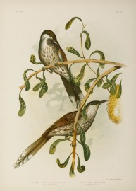1.Anellobia Lunulata. Lunulated Wattle-bird. 2.Ane… Gracius Broinowski
