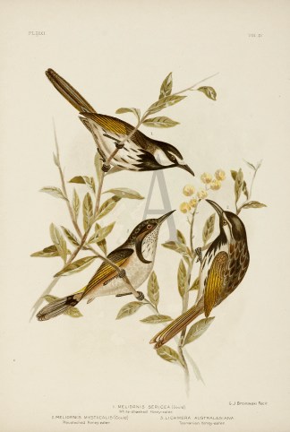 1.Meliornis Sericea. White-cheeked Honey… Gracius Broinowski