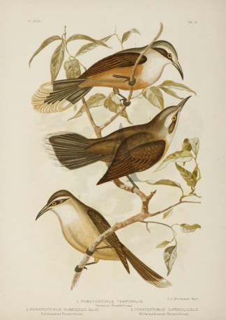 1.Pomatostomus Temporalis. Temporal Poma… Gracius Broinowski