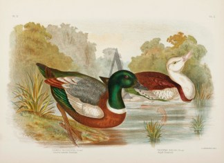 Casarca Tadornoides. Chestnut coloured S… Gracius Broinowski