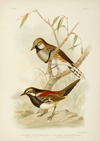 1.Cinclosoma Punctatum. Spotted Ground-T… Australian