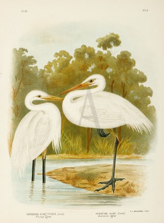 Herodias Egrettoides. Plumed Egret. Hero… Gracius Broinowski