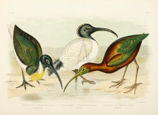 Ceronticus Spinicollis. Straw-Necked Ibi… Gracius Broinowski