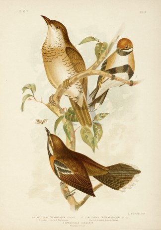 1.Cinclosoma Cinnamoneum. Cinnamon-colou… Gracius Broinowski