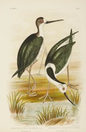 Himantopus Novae Zelandiae. New Zealand Stilt. Himantopus Leucocephalus. White-headed Stilt.