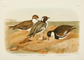 Ochthodromus Inornatus. Allied Dottrel. Aegialites Monacha. Hooded Dottrel. Erythrogonys Cinctus. Red-kneed Dottrel. Australian - Broinowski Ochthodromus Inornatus. Allied Dottrel. Aegialites Monacha. Hooded Dottrel. Erythrogonys Cinctus. Red-kneed Dottrel.