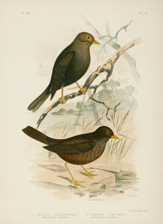 1.Merula Poliocephala. Grey-headed Black… Australian